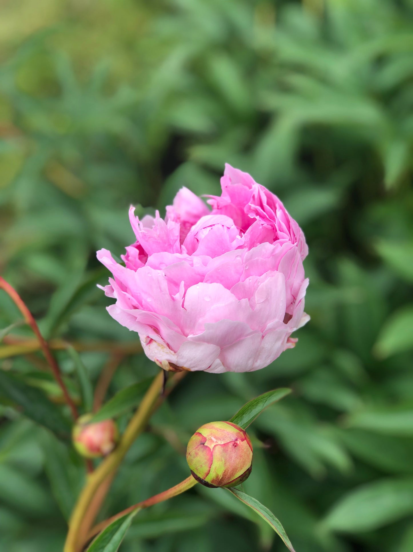 Peonies: Candles & Blooms, Saturday May 23rd 12-3pm