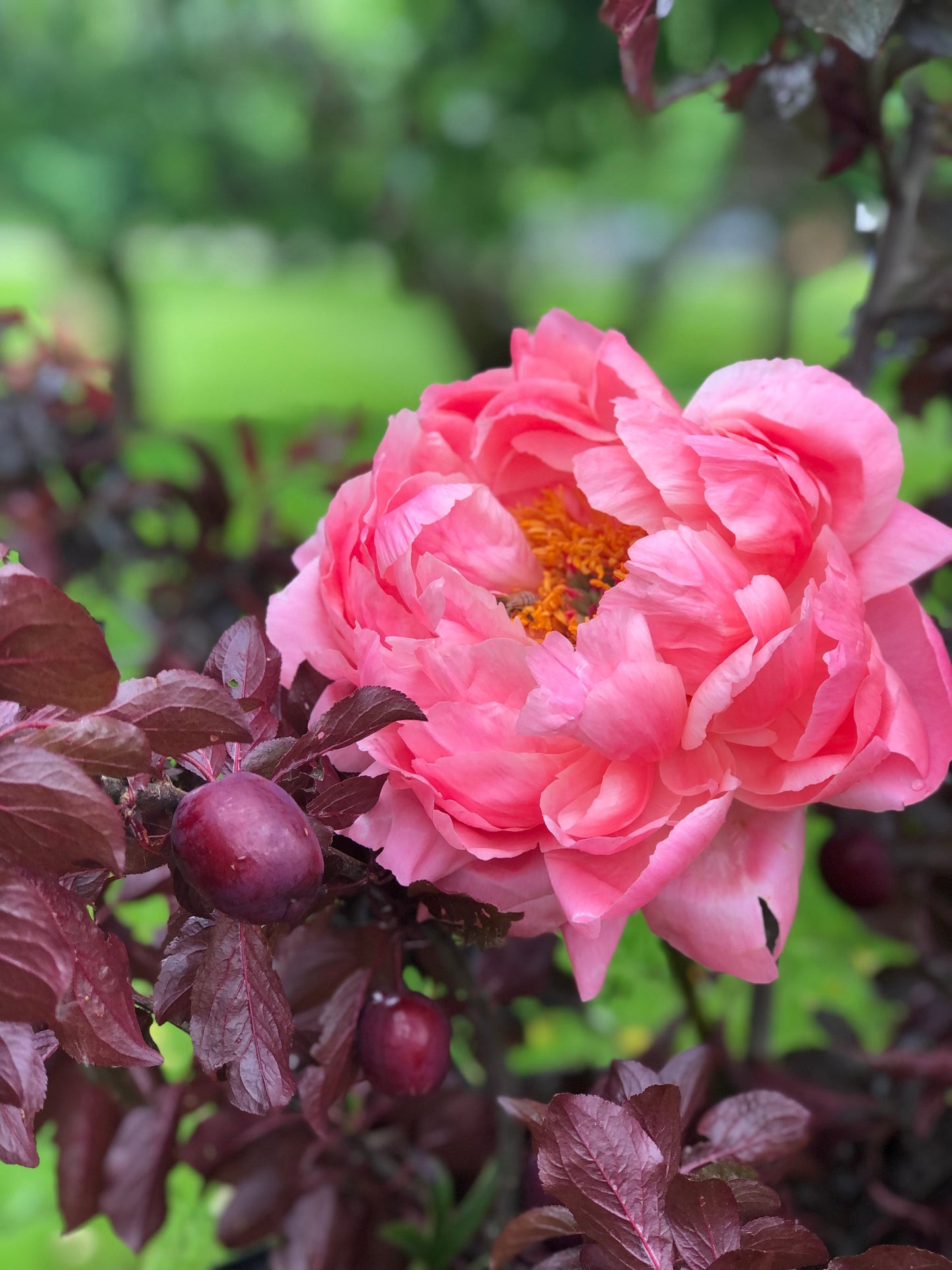 Peony Class, Saturday June 7th 11.30-1.30pm